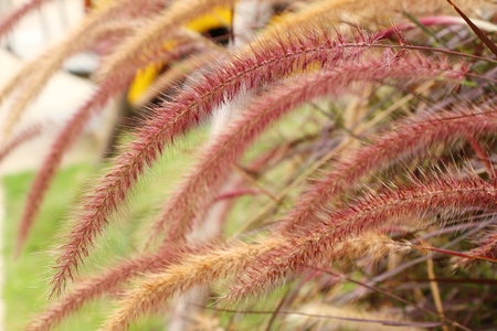 Grass flowers at beauty in the natureの写真素材