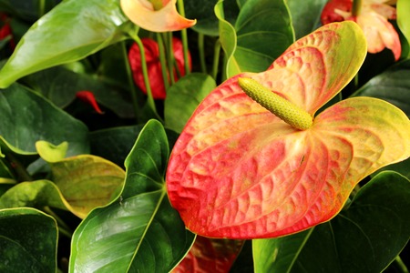 Flamingo flower at beautiful in the natureの写真素材