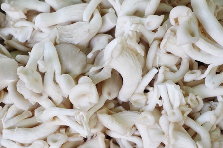 Fresh mushrooms for cooking in the marketの写真素材