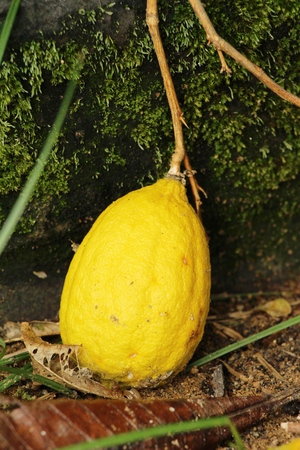 Lemon on the tree in the gardenの写真素材