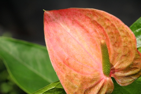 Flamingo flower at beautiful in the natureの写真素材