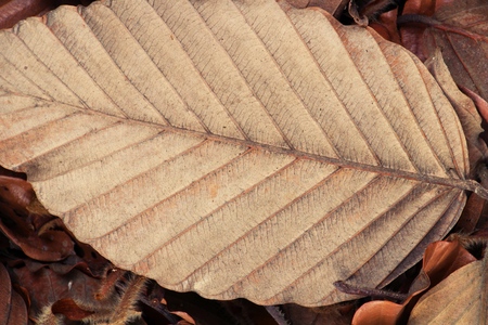 Brown dry leaves on the floorの写真素材