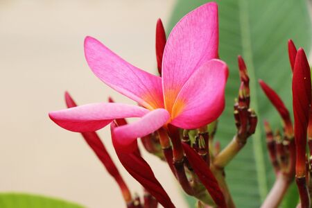 Plumeria flower with beautiful in the natureの写真素材