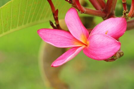 Plumeria flower with beautiful in the natureの写真素材