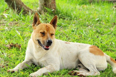 Brown dog cute is staring on floorの写真素材