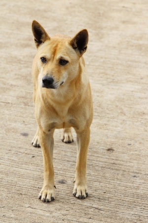 Brown dog cute is staring on floorの写真素材