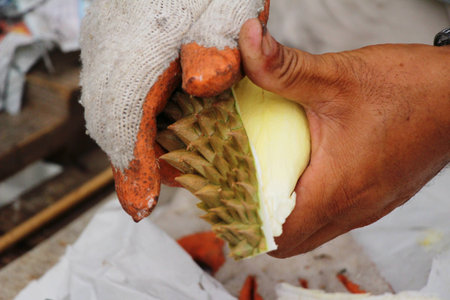 Durian fruit is delicious in the marketの写真素材