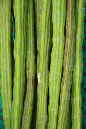 Moringa oleifera or drumstick vegetableの写真素材