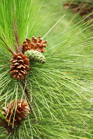 Pine cones on the tree with nature