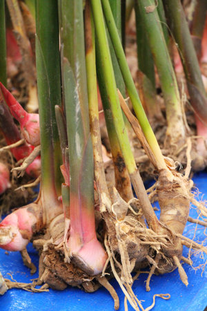 Fresh galangal for cooking in the market