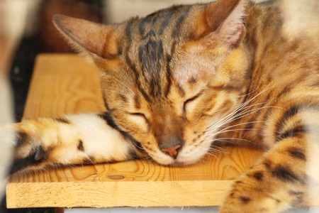 The cat is sleeping on the floorの写真素材