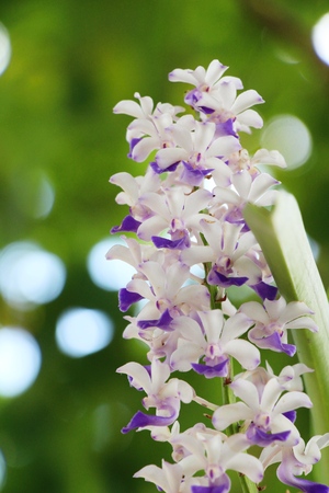 Orchid flower at beautiful in the natureの写真素材