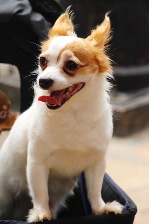 White chihuahua puppy is staring on floorの写真素材