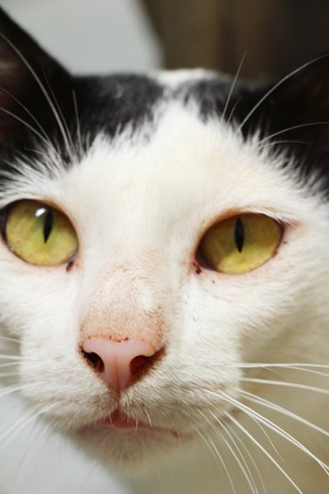 Cat is lovely are staringの写真素材