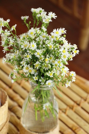 Beautiful daisy flower with nature in gardenの写真素材