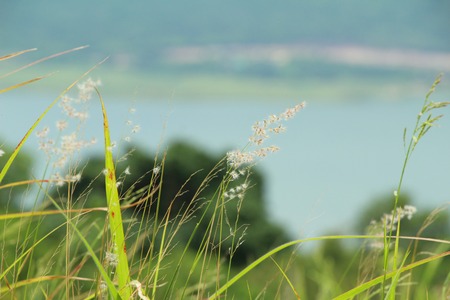 Grass flowers at beautiful in the natureの写真素材