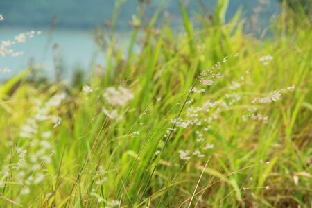 Grass flowers at beautiful in the natureの写真素材