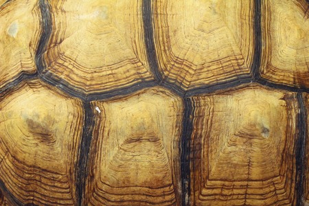 Turtles crawling in the zooの写真素材