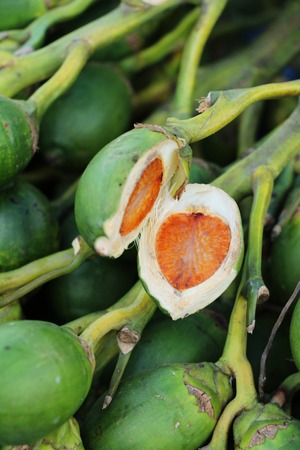 Betel nut palm in a bunchの写真素材