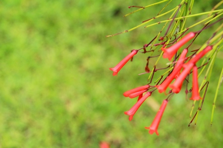 Red flower is beauty in the gardenの写真素材