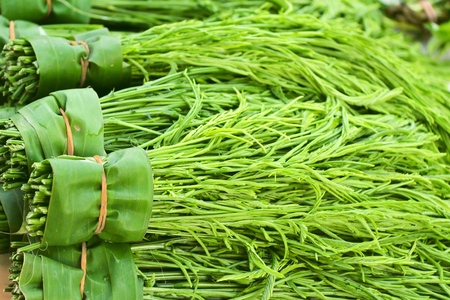 Acacia pennata for cooking in the marketの写真素材