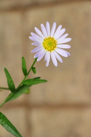 Purple flower is beauty in the gardenの写真素材