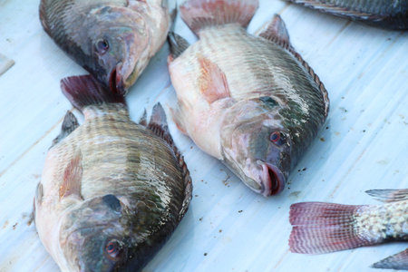 Fresh fish for cooking in the market
