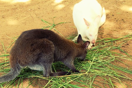 dwarf kangaroo benette in the zooの写真素材