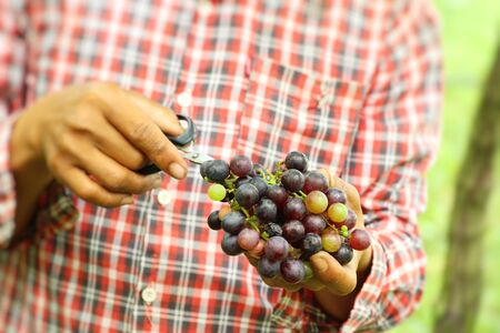 Cut grape in the vineyard with the natureの写真素材