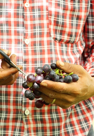 Cut grape in the vineyard with the natureの写真素材