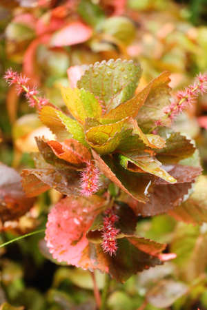 Red leaves in garden with the natureの写真素材