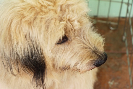 Brown dog cute is staring on floorの写真素材