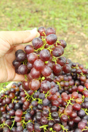 Fresh grapes in the vineyard with nature