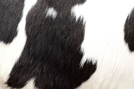 Cows hairs background at beauty in farmの写真素材