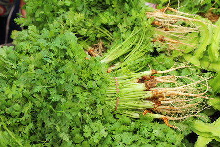 Fresh coriander for cooking in the marketの写真素材