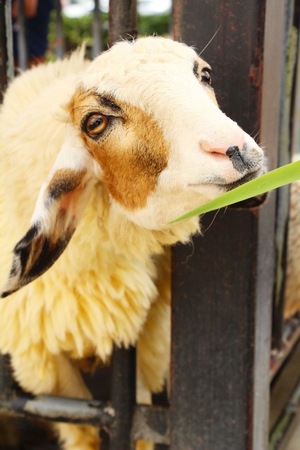 Sheep in the farm with the natureの写真素材