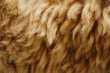 Sheep background in the farm with nature