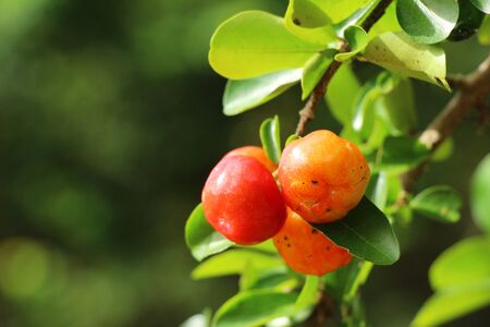 Cherry on the tree with the natureの写真素材