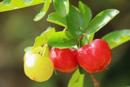 Cherry on the tree with the natureの写真素材