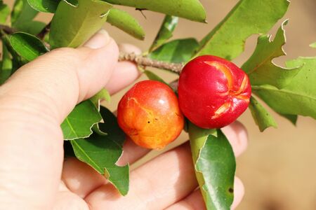 Cherry on the tree with the natureの写真素材