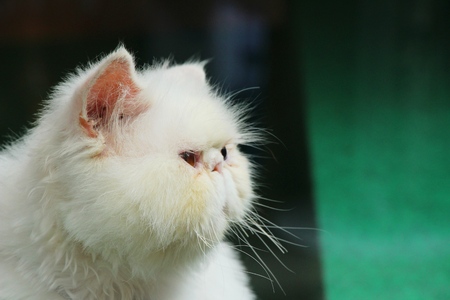 Cat is lovely are staringの写真素材