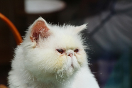 Cat is lovely are staringの写真素材