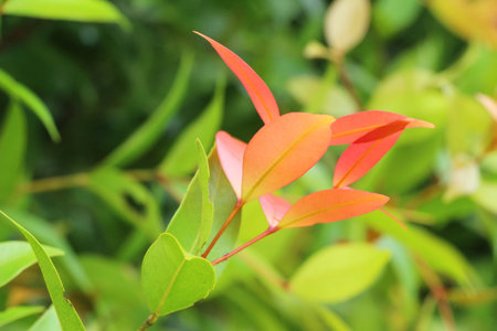 Red leaves in garden with the natureの写真素材