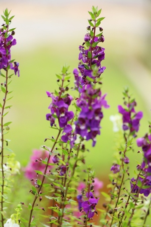 Purple salvia flowers at beautiful in gardenの写真素材