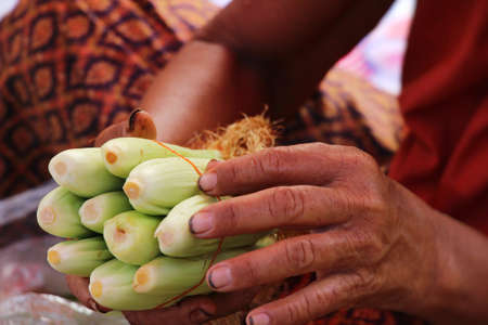 Fresh corn for cooking in the marketの写真素材