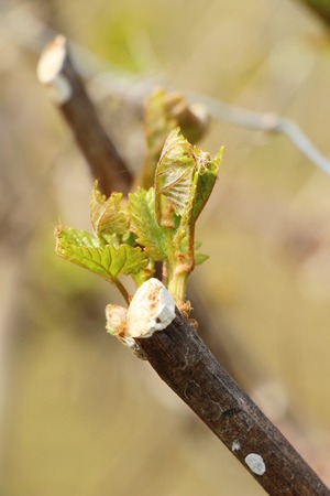 Leaves grapes in the vineyard with natureの写真素材