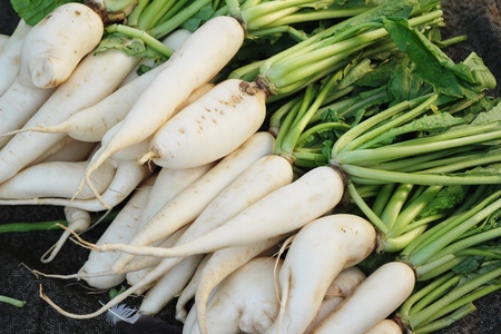 Fresh radish for cooking in the marketの写真素材