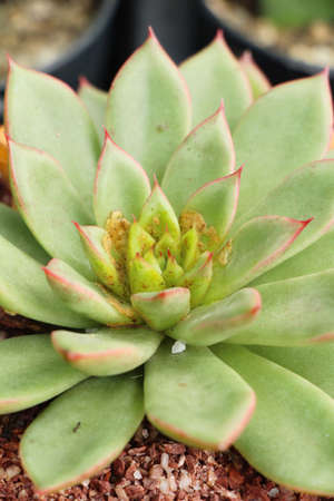 Beautiful stone rose flowers with the natureの写真素材