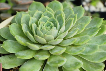 Beautiful stone rose flowers with the natureの写真素材