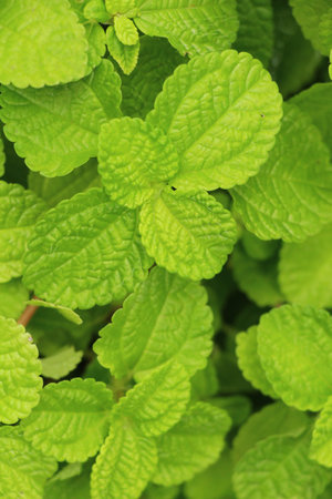 Pepper mint leaves in garden with nature